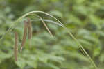 Fringed sedge